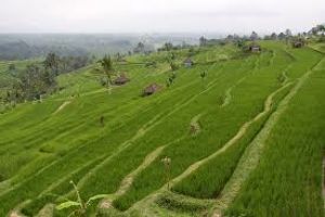 Jatiluwih Green Land 